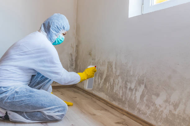 Licensed Attic Mold Remediation service in Fairfield, TX - Car Mold Remediation