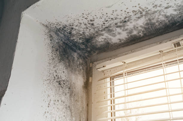 Affordable Attic Mold Remediation solutions in Fairfield, TX